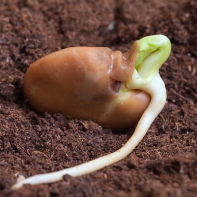 Seed Magic: How Germination Occurs and Why It Can Fail