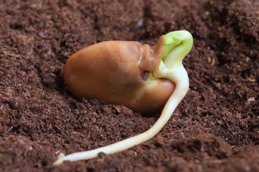 bean germinating