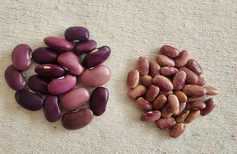 two types of bean seed | The Coeur d Alene Coop