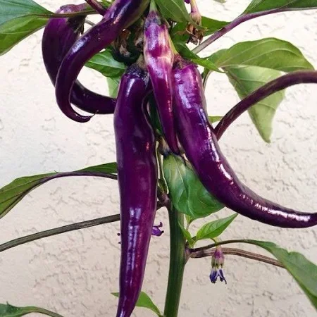 purple cayenne pepper