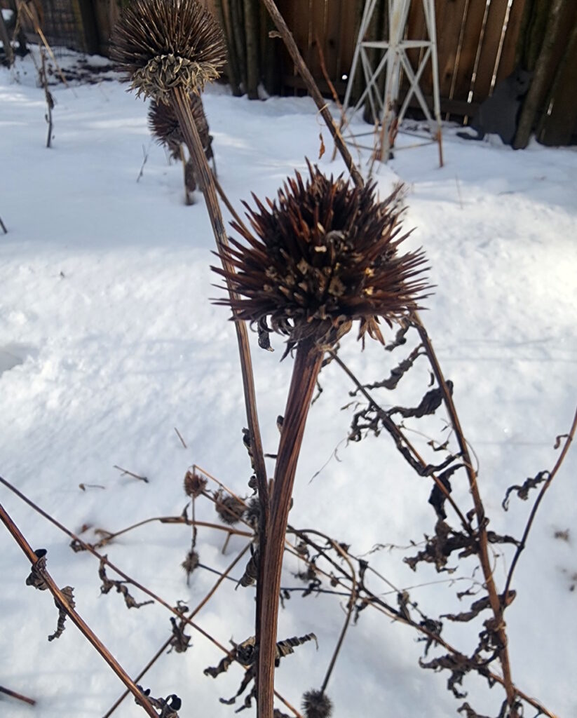 coneflower seed head in winter | The Coeur d Alene Coop