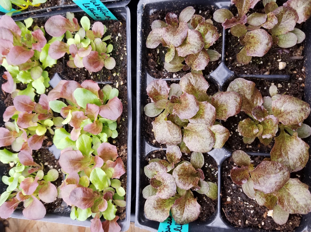 lettuce seedlings | The Coeur d Alene Coop