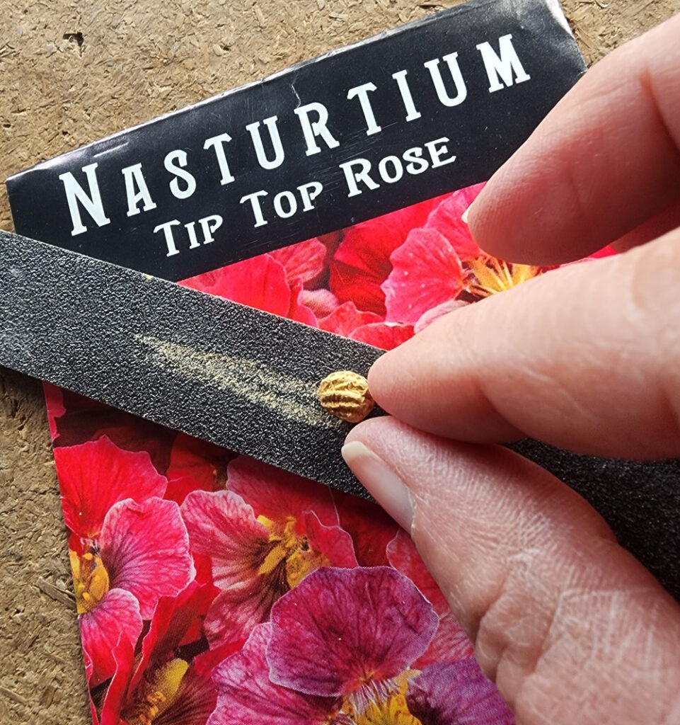 Scarification of nasturtium seed with a nail file 
