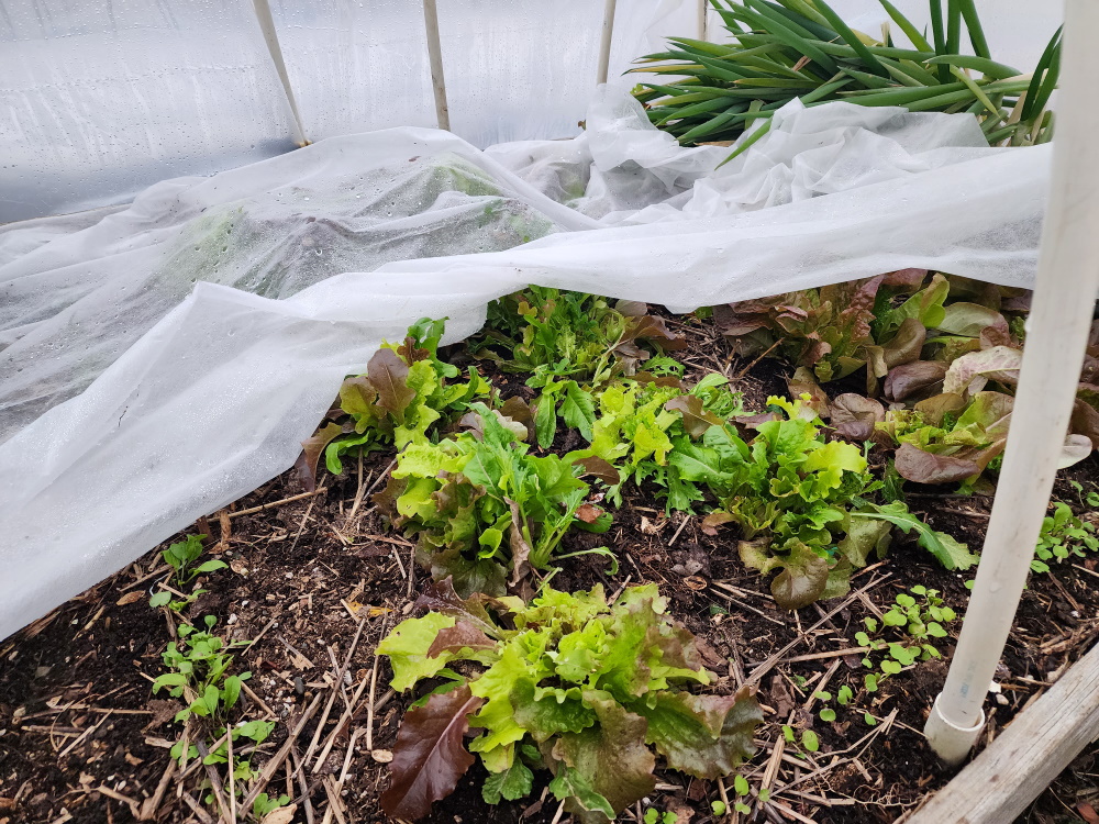 floating row cover on lettuces