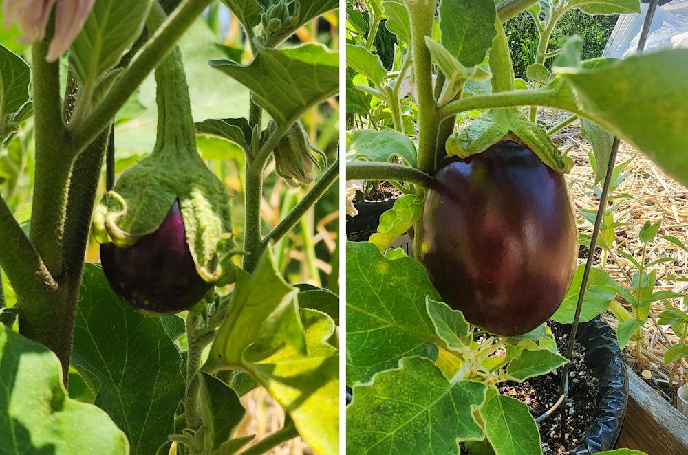Eggplant comparison of growth.