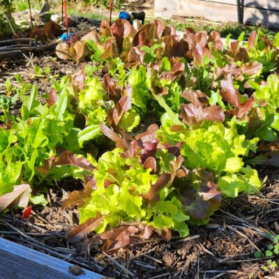Now is the Time to Plan and Plant the Fall Vegetable Garden