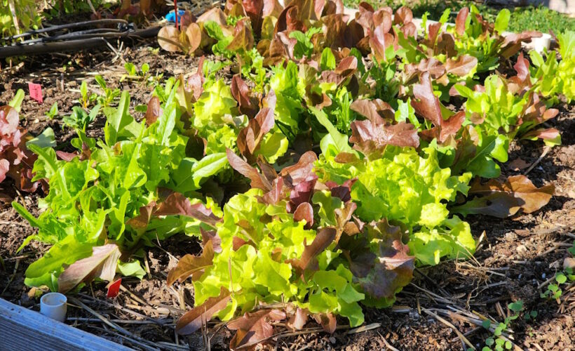 fall lettuces