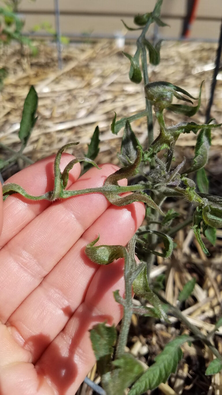 how-to-prevent-herbicide-carryover-in-compost-and-mulch-the-coeur-d