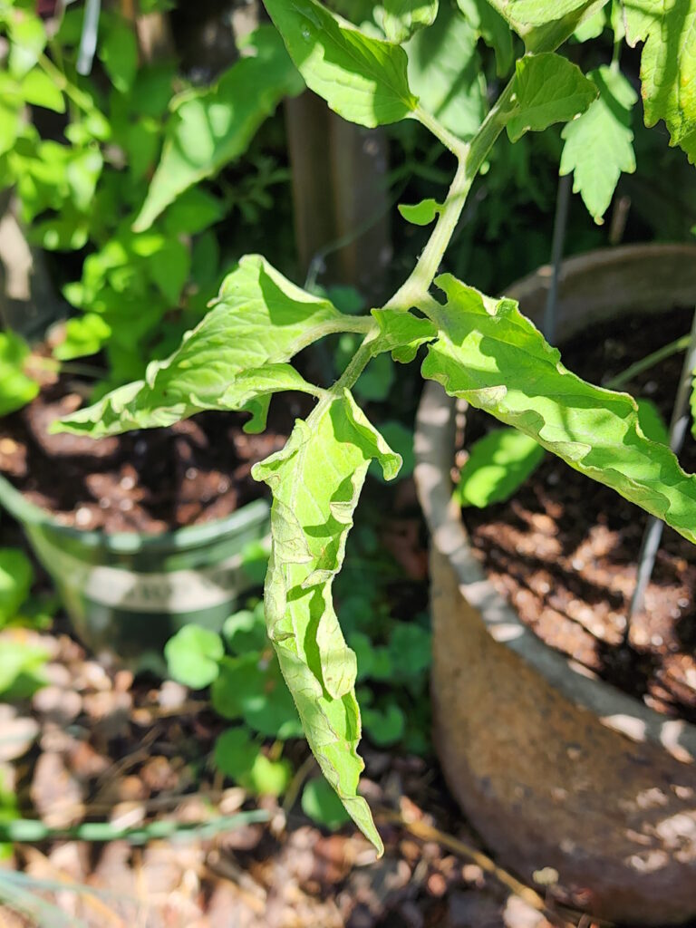 Physiological leaf roll in tomatoes due to hot weather