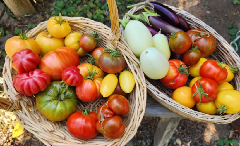 Garden harvest