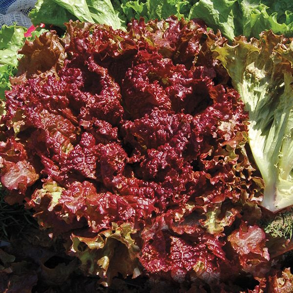 New Red Fire Lettuce