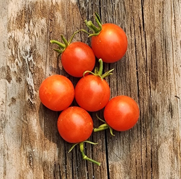 salisaw cherry tomato