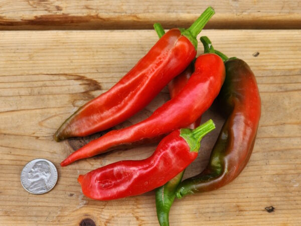 french lollipop hot peppers, sucette de provence