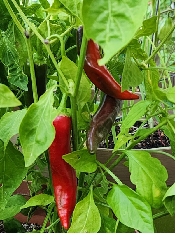 sucette de provence hot pepper on the vine