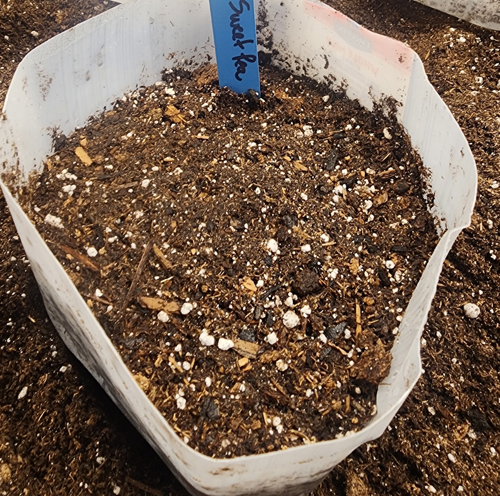 potting soil is too coarse for seed starting