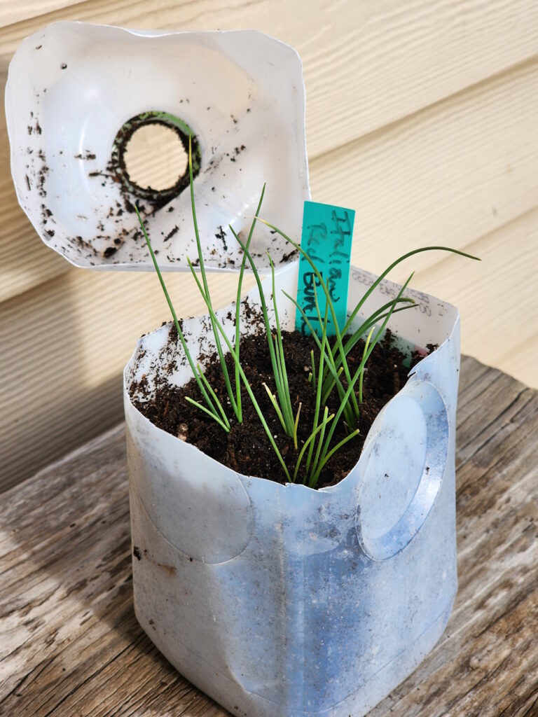 A recycled milk jug open showing seedling from winter sowing