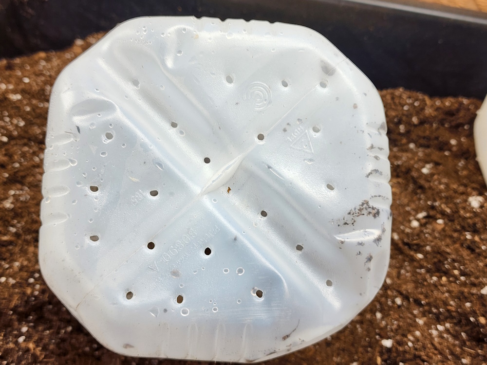 holes punched in to the bottom of a recycled milk jug for winter sowing.
