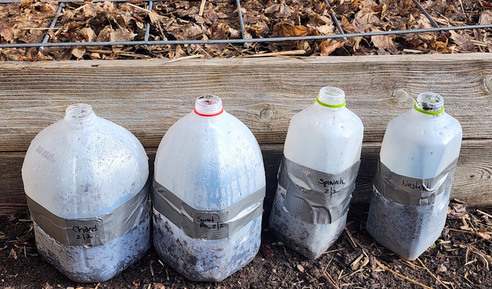 recycled milk jugs filled with soil placed outside in a line for winter sowing