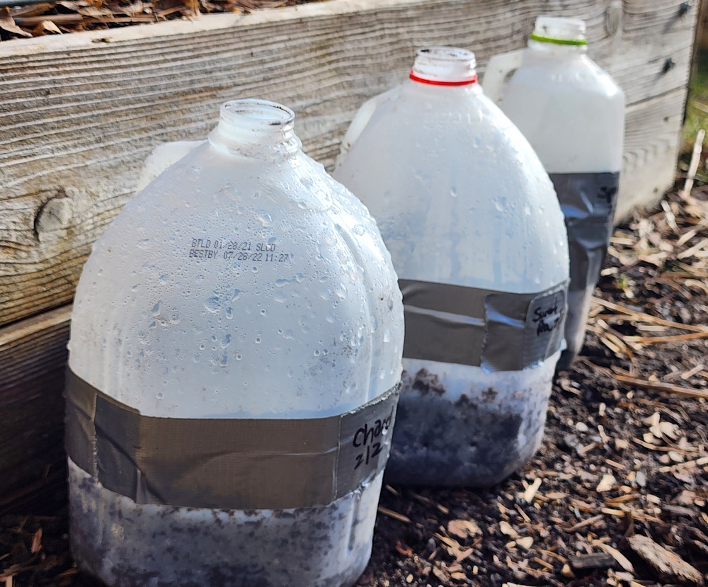 Recycled milk jugs outside showing condensation for winter sowing.