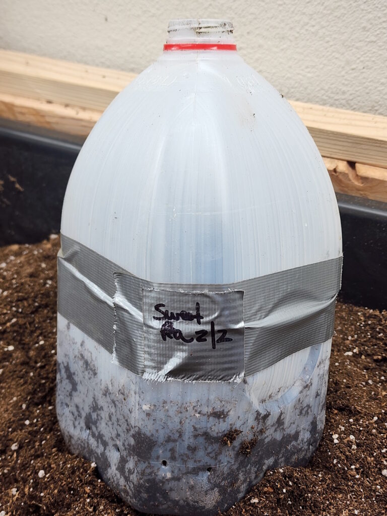 A recycled milk jug taped with duct tape for winter sowing.