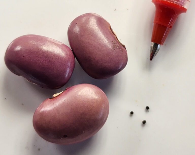 Seed Magic: How Germination Occurs and Why It Can Fail — The Coeur d ...