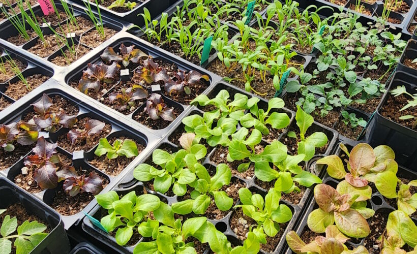 cool season transplants of lettuce, onions, chard