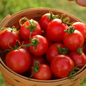 tommy toe cherry tomatoes in a basket