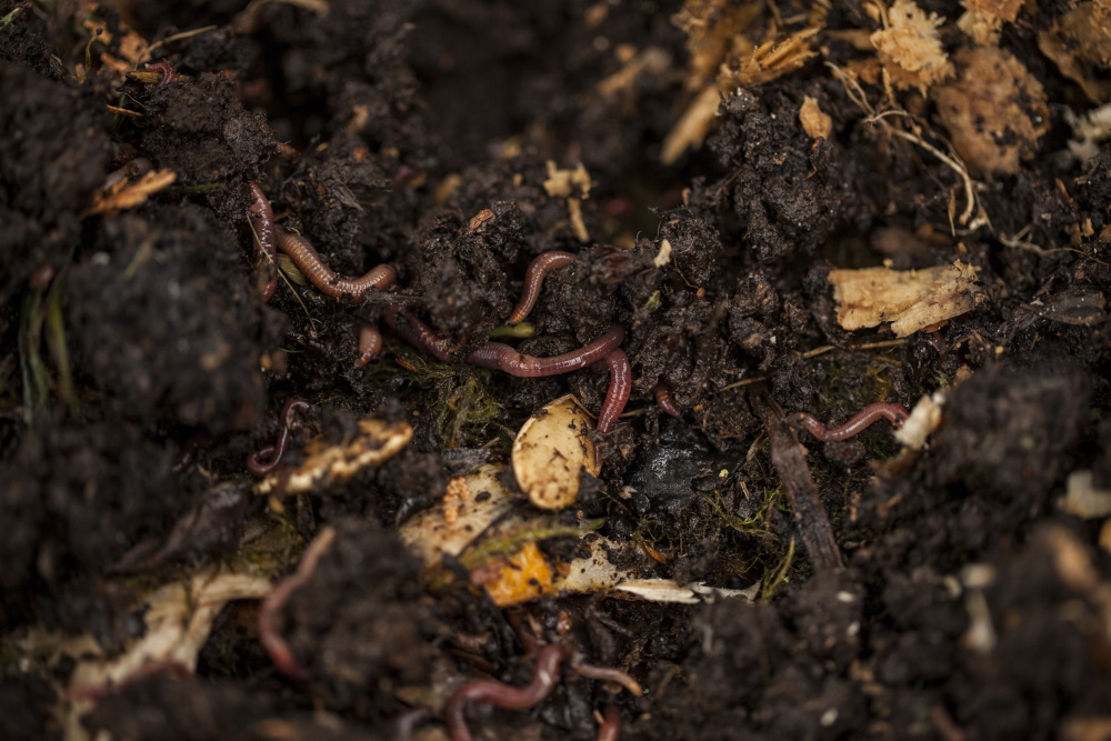earthworms in compost