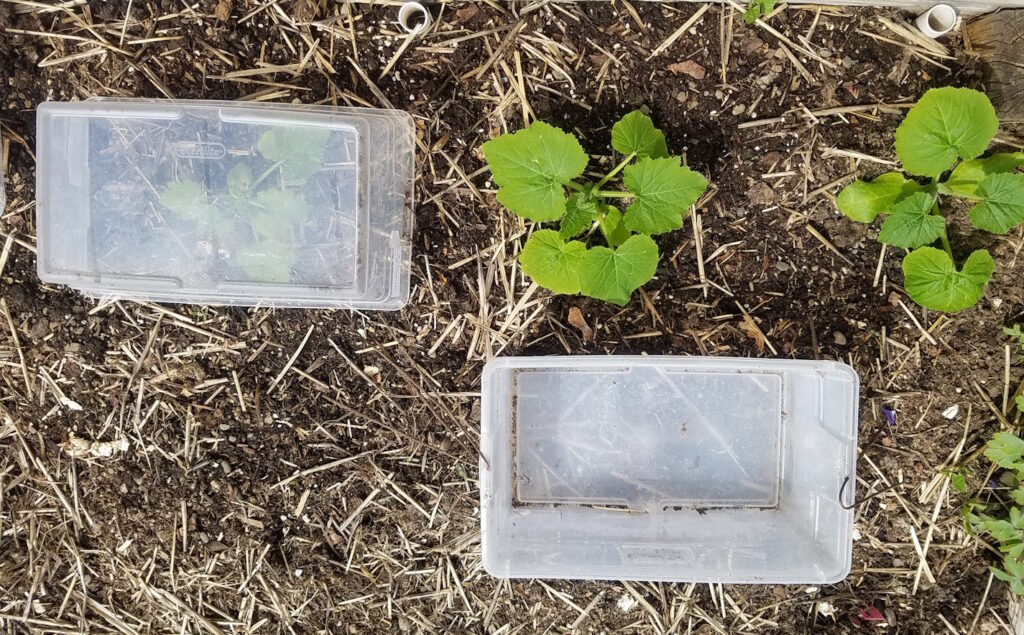 dollar store plastic shoe boxes protect young cucumber plants