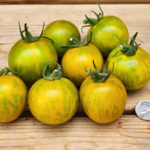 emerald flame dwarf cherry tomatoes