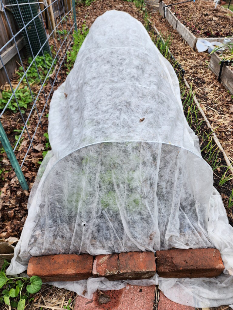 row cover protecting plants in spring.