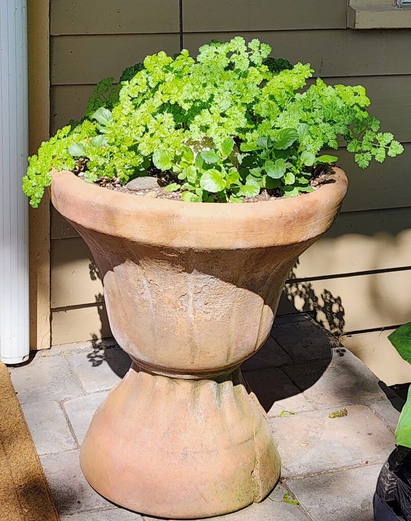 clay urn of chervil and pansies