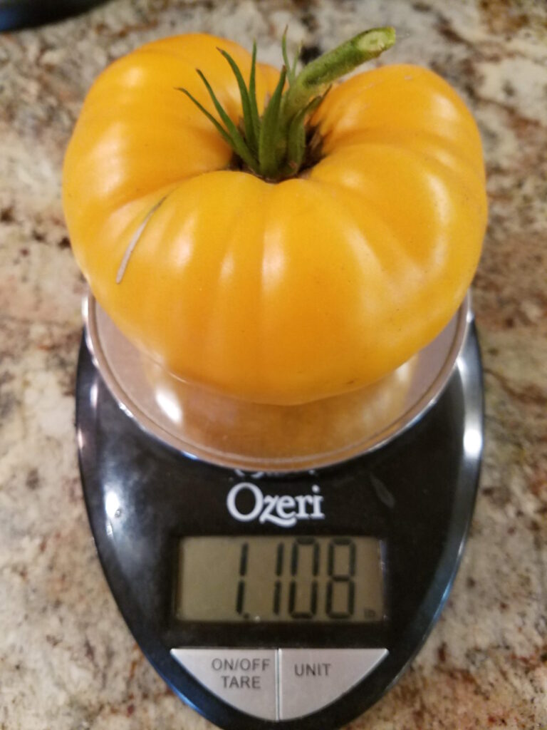 Large beefsteak tomato over 1 pound in weight