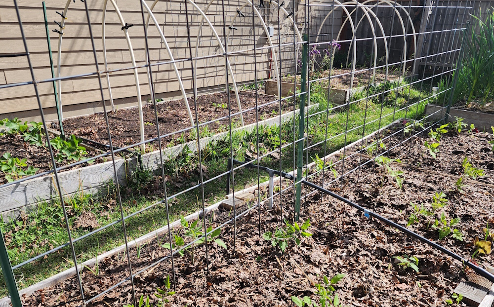 tomatoes growing along a cattle panel