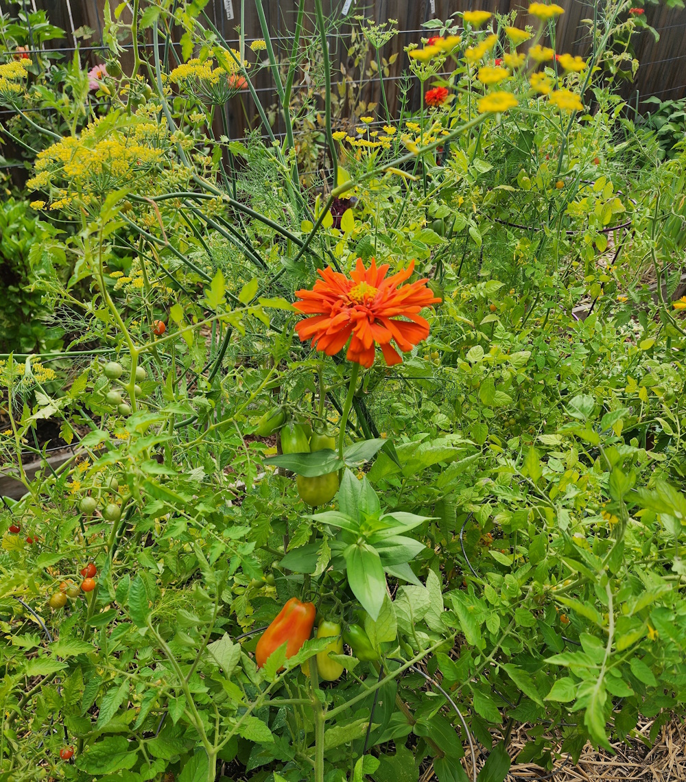 Zinnias and Tomatoes buy