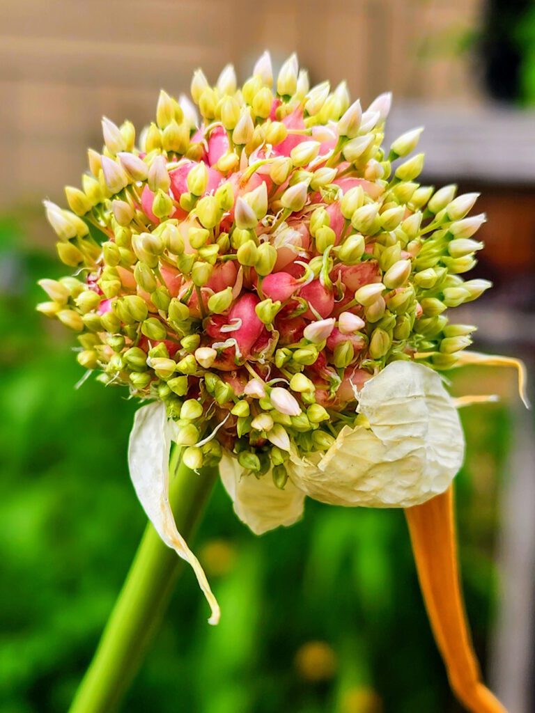 ripening garlic seed head
