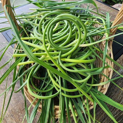 Understanding Garlic Scapes and How to Use Them