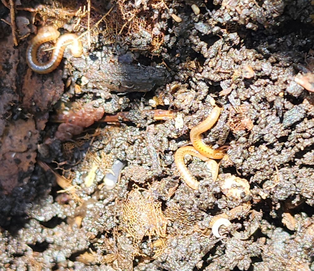 worms in compost