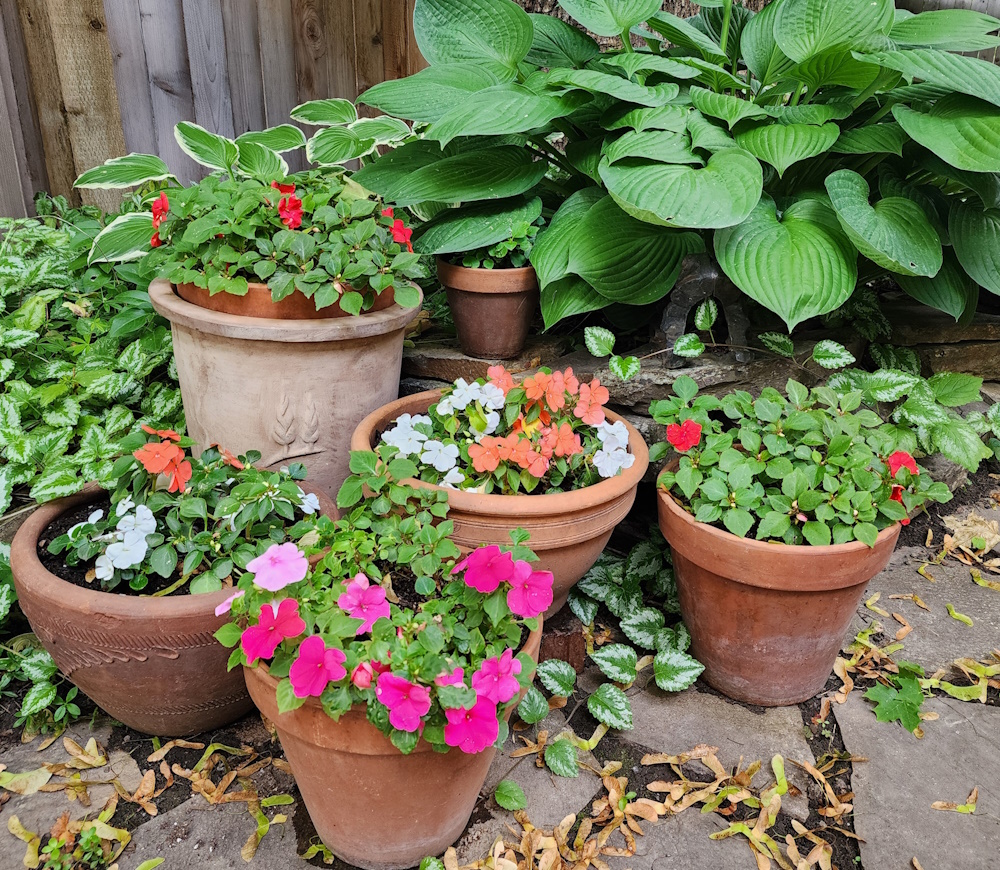 Clay pots filled with flowers