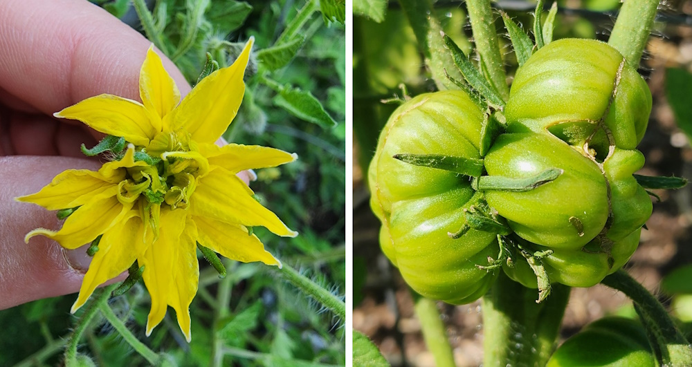 megablossom and conjoined tomato fruit