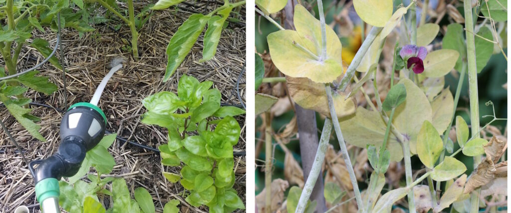 watering at the base of plants and powdery mildew