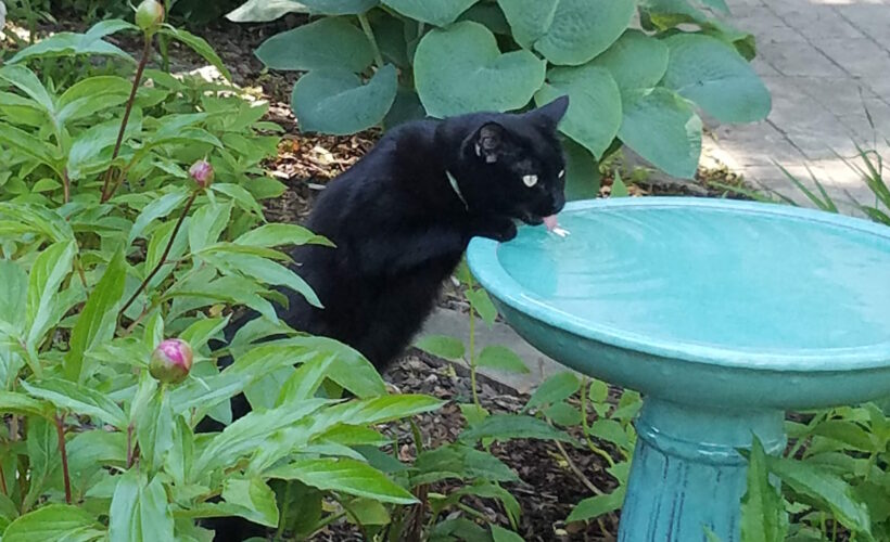 cat drinking from birdbath
