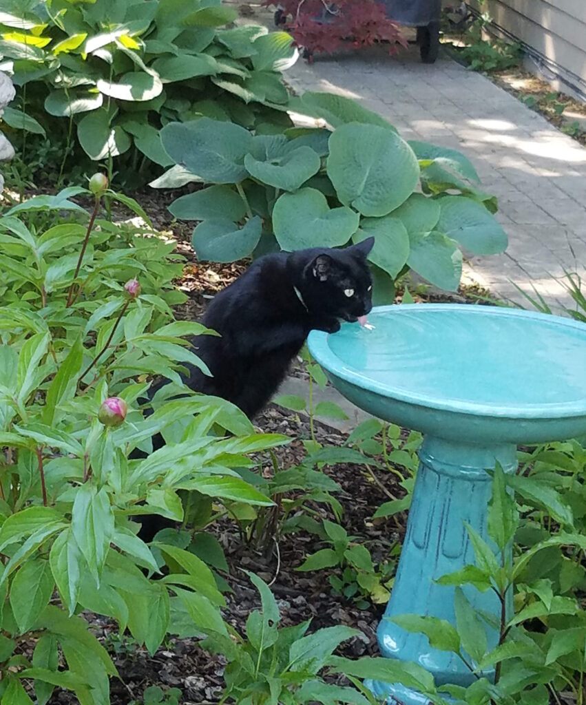 cat drinking from birdbath