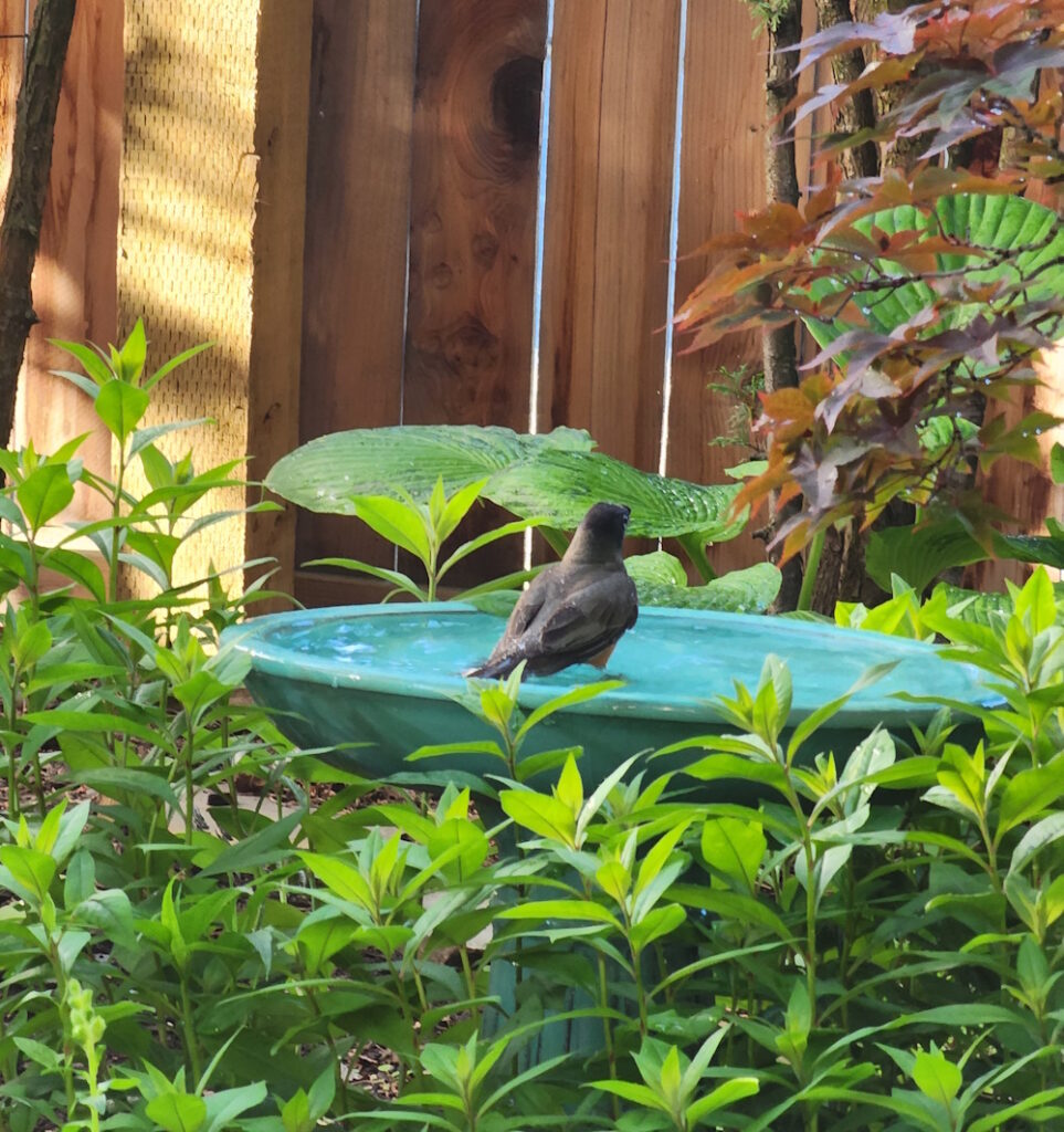 robin in birdbath