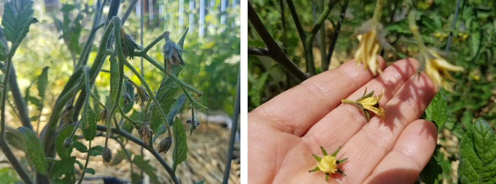 images of blossom drop in tomatoes. Dried flower blossoms