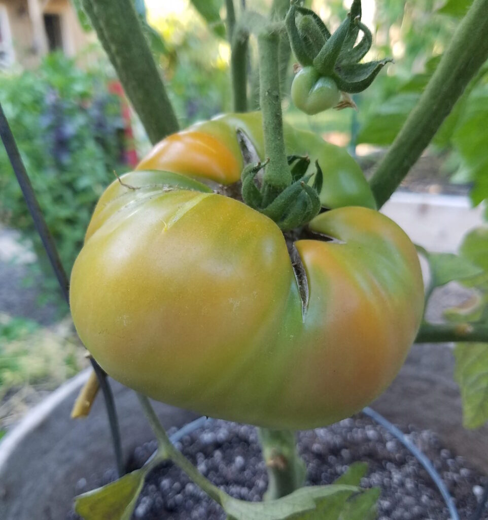 green tomato showing signs of ripening