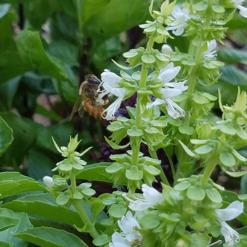 honeybee on basil blossom