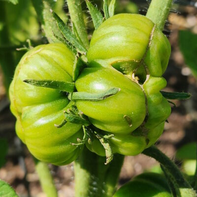 Fire and Ice: How Extreme Temperatures Impact Your Tomato Plants