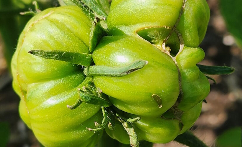 conjoined tomato