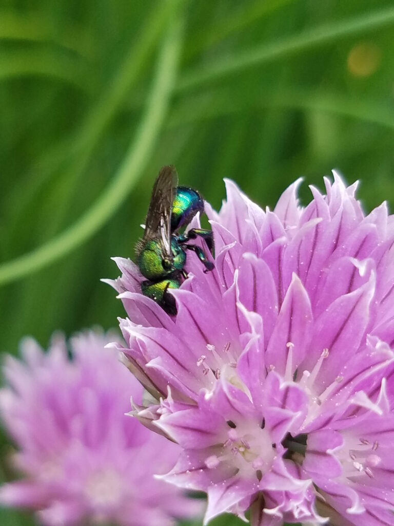 native bee on chive blossom